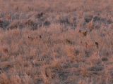 Prairie Chicken 015.jpg