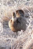 Prairie Chicken 069.jpg