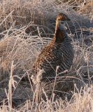 Prairie Chicken 072.jpg