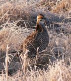 Prairie Chicken 073.jpg