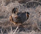 Prairie Chicken 081.jpg