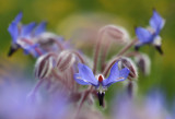 Borage, Borago officinalis