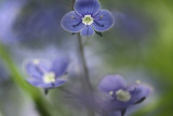 Germander Speedwell