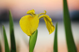 Yellow Flag Iris, Iris pseudacorus