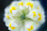 Common Toadflax, Linaria vulgaris