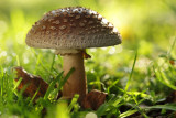 The Blusher, Amanita rubescens