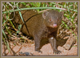 6241 Dwarf Mongoose