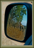 0482 Side Mirror 03