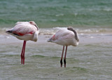 Lesser Flamingoes (9629)
