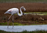 Greater Flamingo (9539)