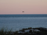 Sea gull pre dawn