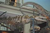 Natural History Smithsonian