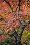 Red-orange maple