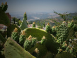 Cactus View