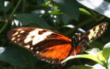 Butterfly House Detroit Zoo