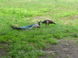 male & female Peacock