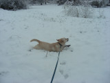 ramper dans la neige 