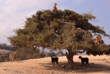 ... just goats - somewhere in Morocco