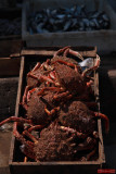 Seafood / Morocco