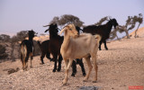 ... just goats - somewhere in Morocco