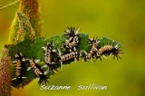 tigermoth caterpillars Plum Island.jpg