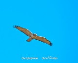 very light redtail plumisland.jpg