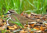 killdeer plum island