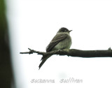 eastern wood-pewee