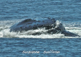 humpback jeffereys ledge