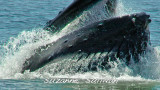 humpback feeding jefferys ledge