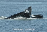 pair humpaback whales