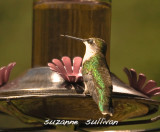 female ruby throat winking at me