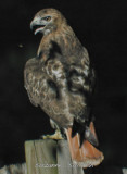 redtailed hawk