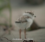 piping plover  sandy point pi