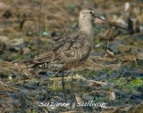 hudsonian godwit  sandy point pi