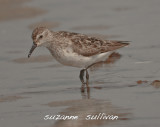 semipalmated sandpiper plum island