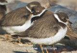 semipalmated plover plum island