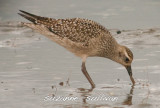 imm golden plover sandy point pi