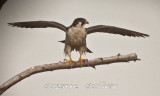 peregrine falcon sandy point plum island
