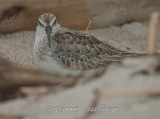 curlew sandpiper sandy point plum island