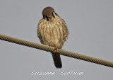 female kestrel pi bridge