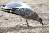 Juv Lesser Black-backed Gull
