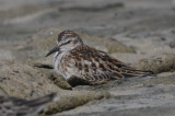 least sandpiper sandy point