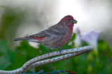 house finch nanhant stump dump