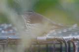 northern water thrush nahant stump dump