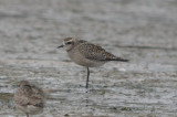 juv american plover sandy point plum island