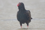 Turkey Vulture sandy point plum island