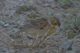 Dickcissel wardens plum island