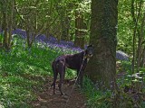 Peggy First Spring in Bluebell Woods .jpg