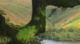 The Mossy Branch